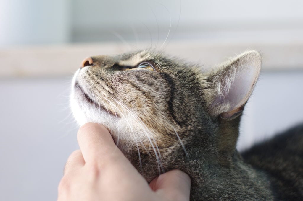 Veterinary Services in Orangeville, ON Dufferin Veterinary Hospital