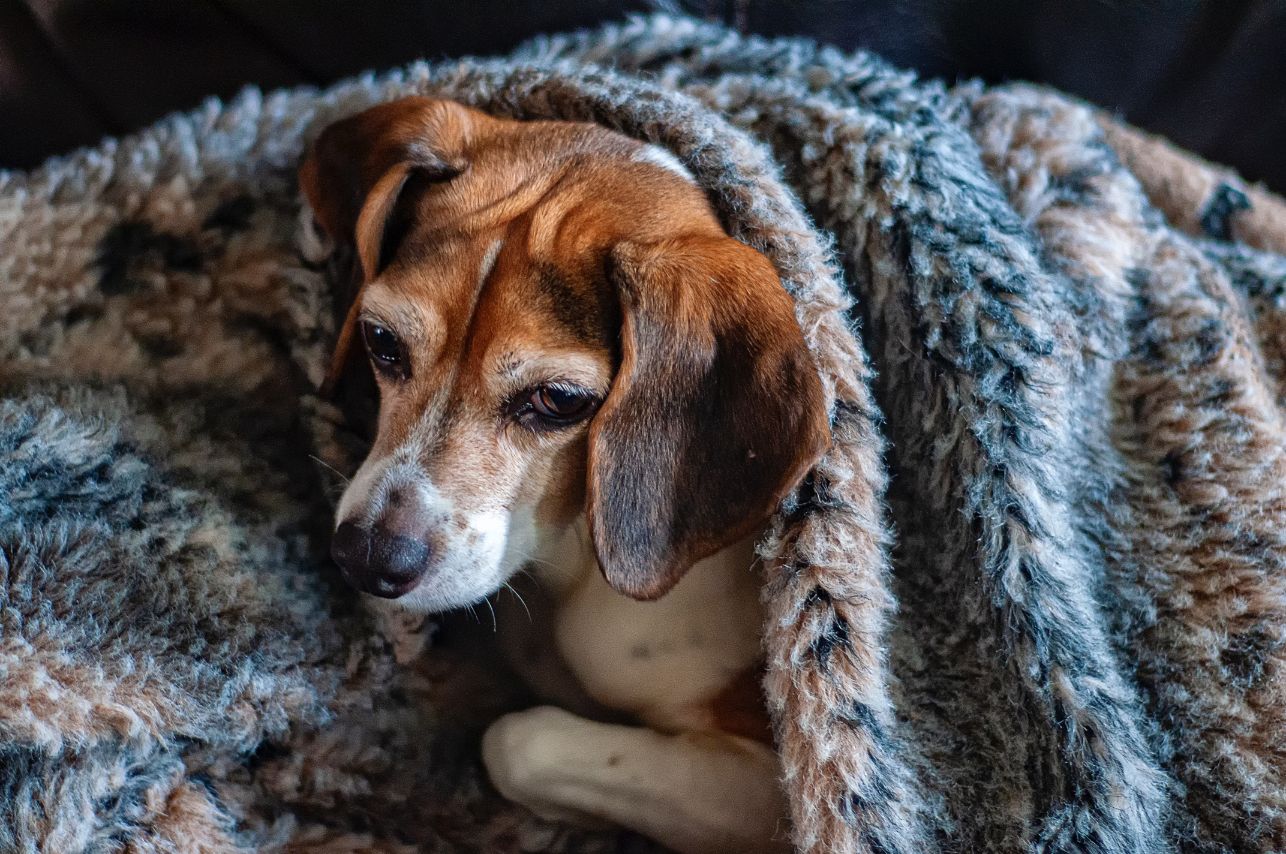 how can i keep my dogs ears warm in the winter