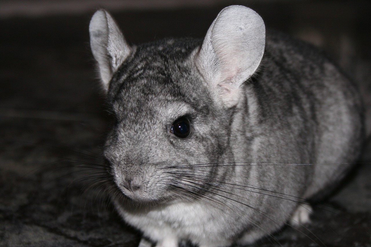 Are you thinking about getting a pet chinchilla? - Dufferin Veterinary Blog