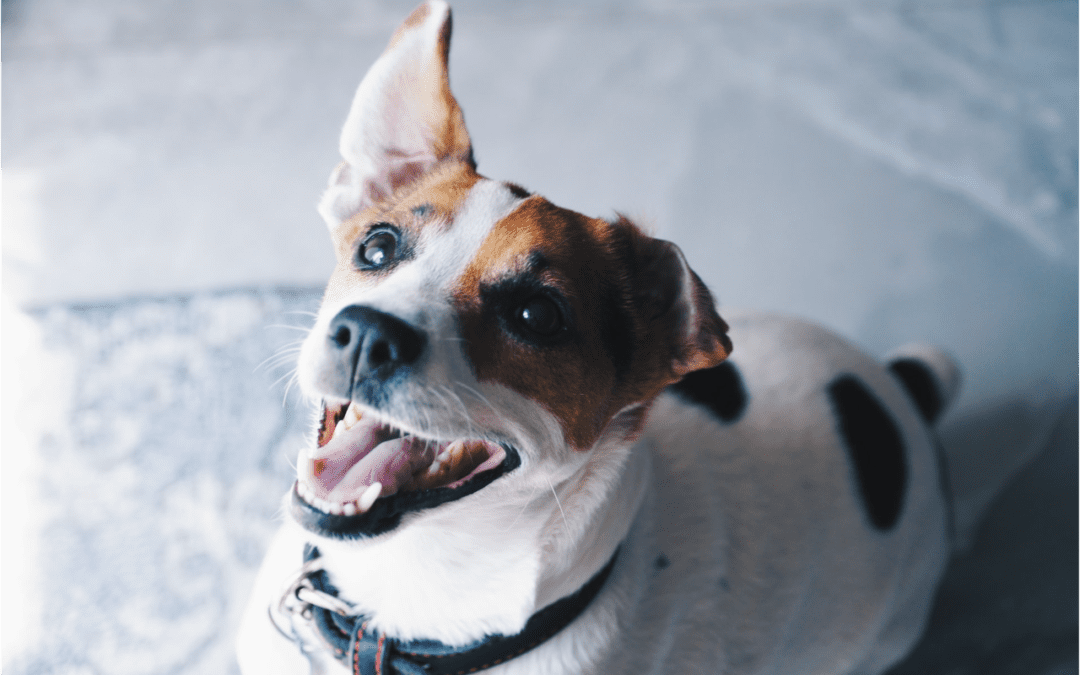 The Importance of X-Rays in Pet Oral Health - Dufferin Veterinary Hospital