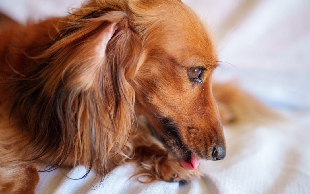 How to Identify, Treat, and Prevent Hot Spots in Pets