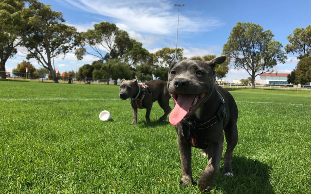 Ensuring Safe Fun: Four Vital Safety Tips for Pet Owners at Dog Parks