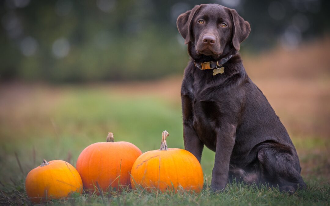 Safe Thanksgiving Foods for Your Pet’s Holiday Feast